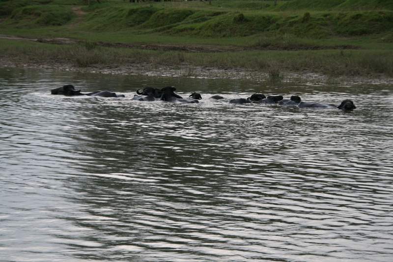 India & Nepal 2011 - 0608